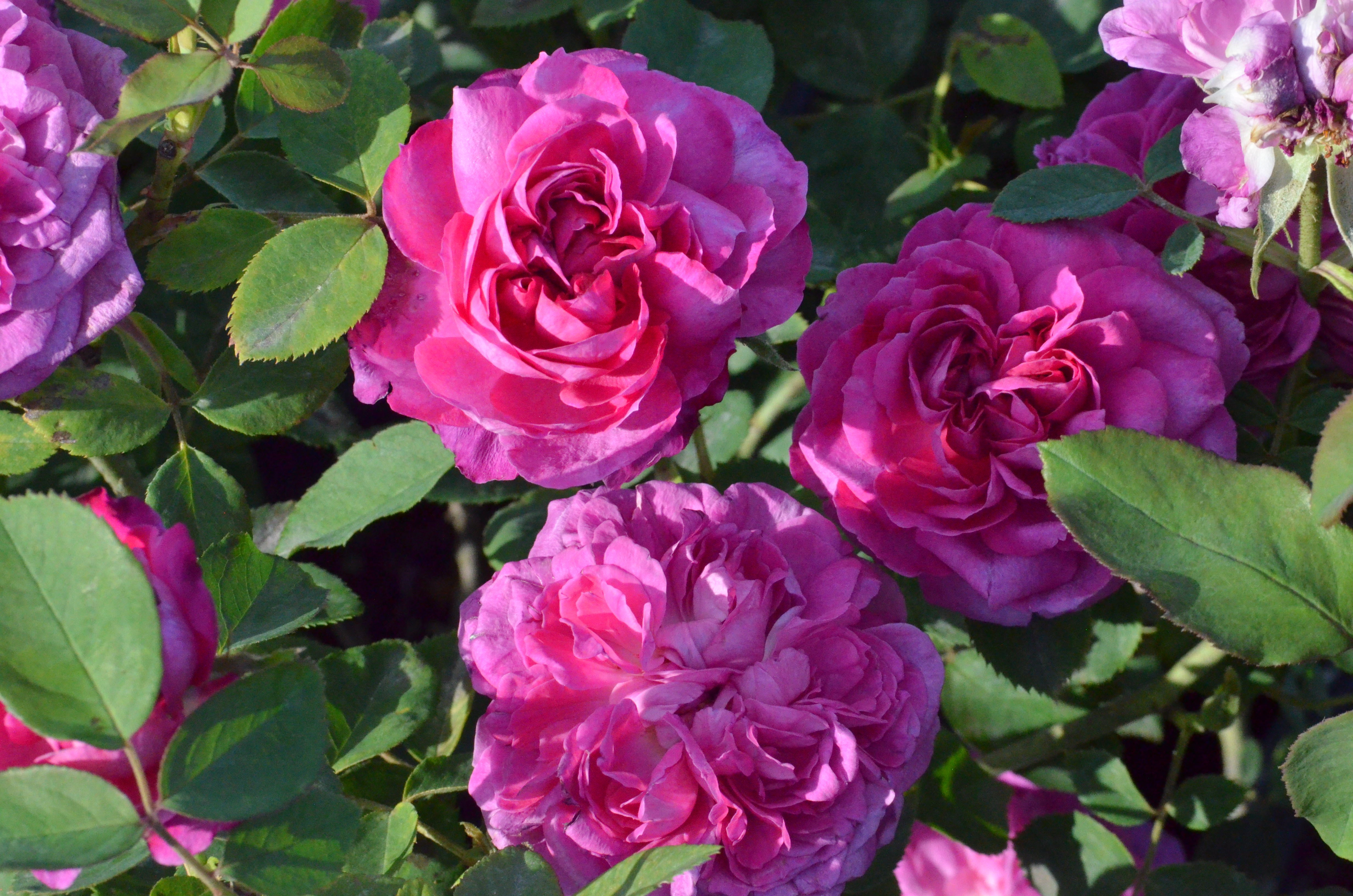 Purple – Antique Rose Emporium