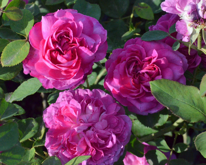 Anatique Roses True Antique Roses – Antique Rose Emporium
