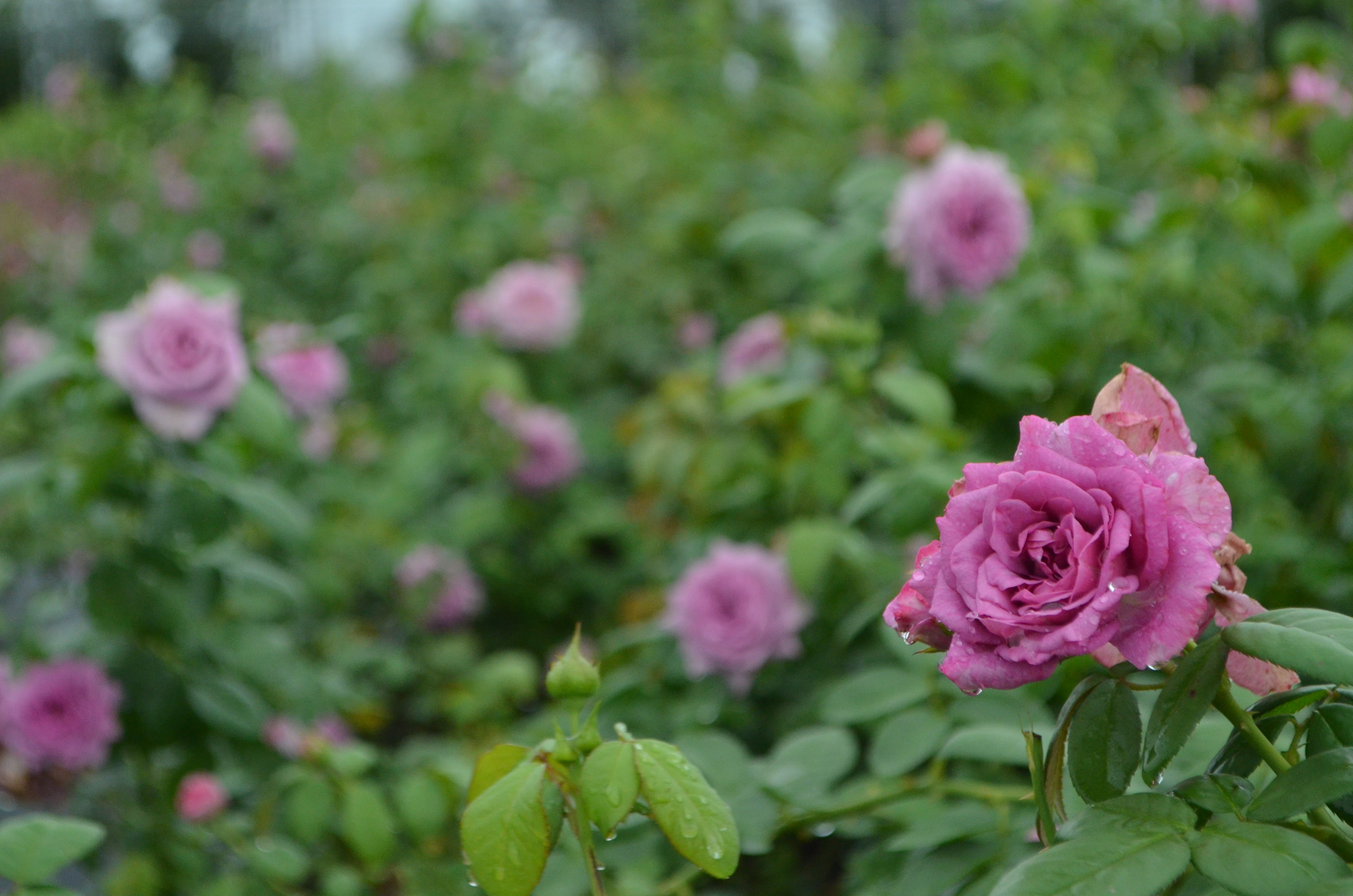 Quicksilver- Arborose® – Antique Rose Emporium