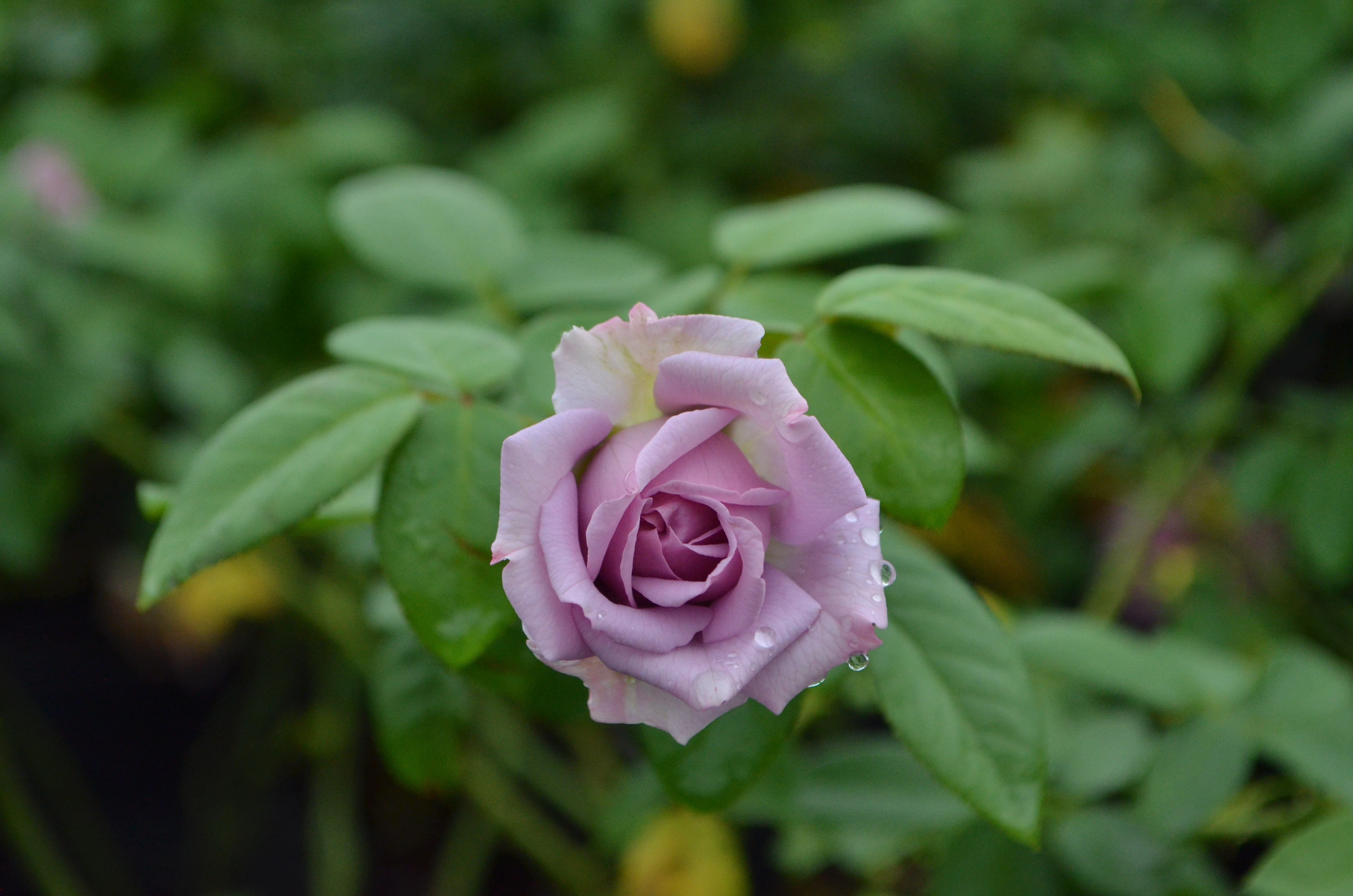 Quicksilver- Arborose® – Antique Rose Emporium