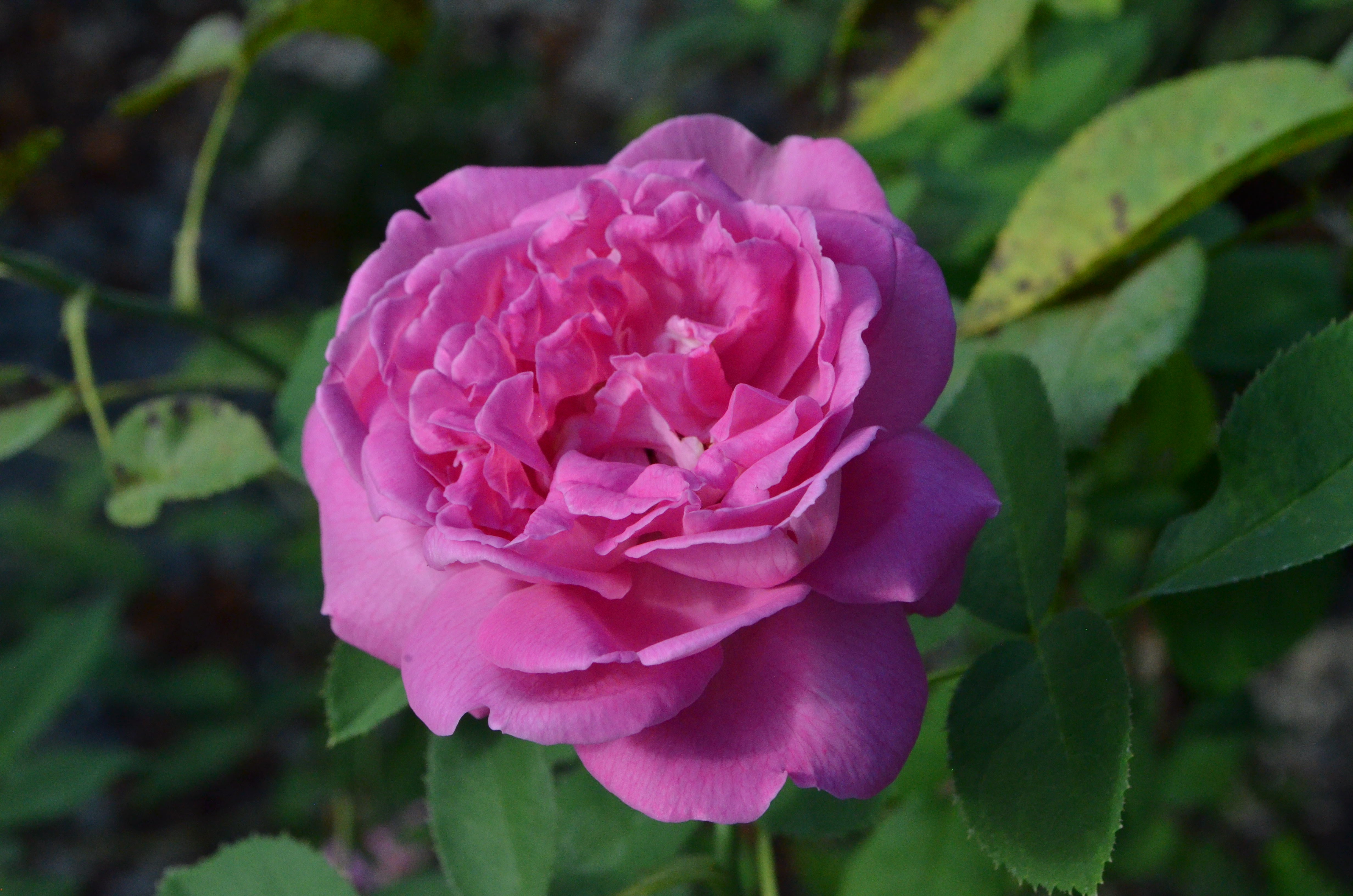 La Reine – Antique Rose Emporium