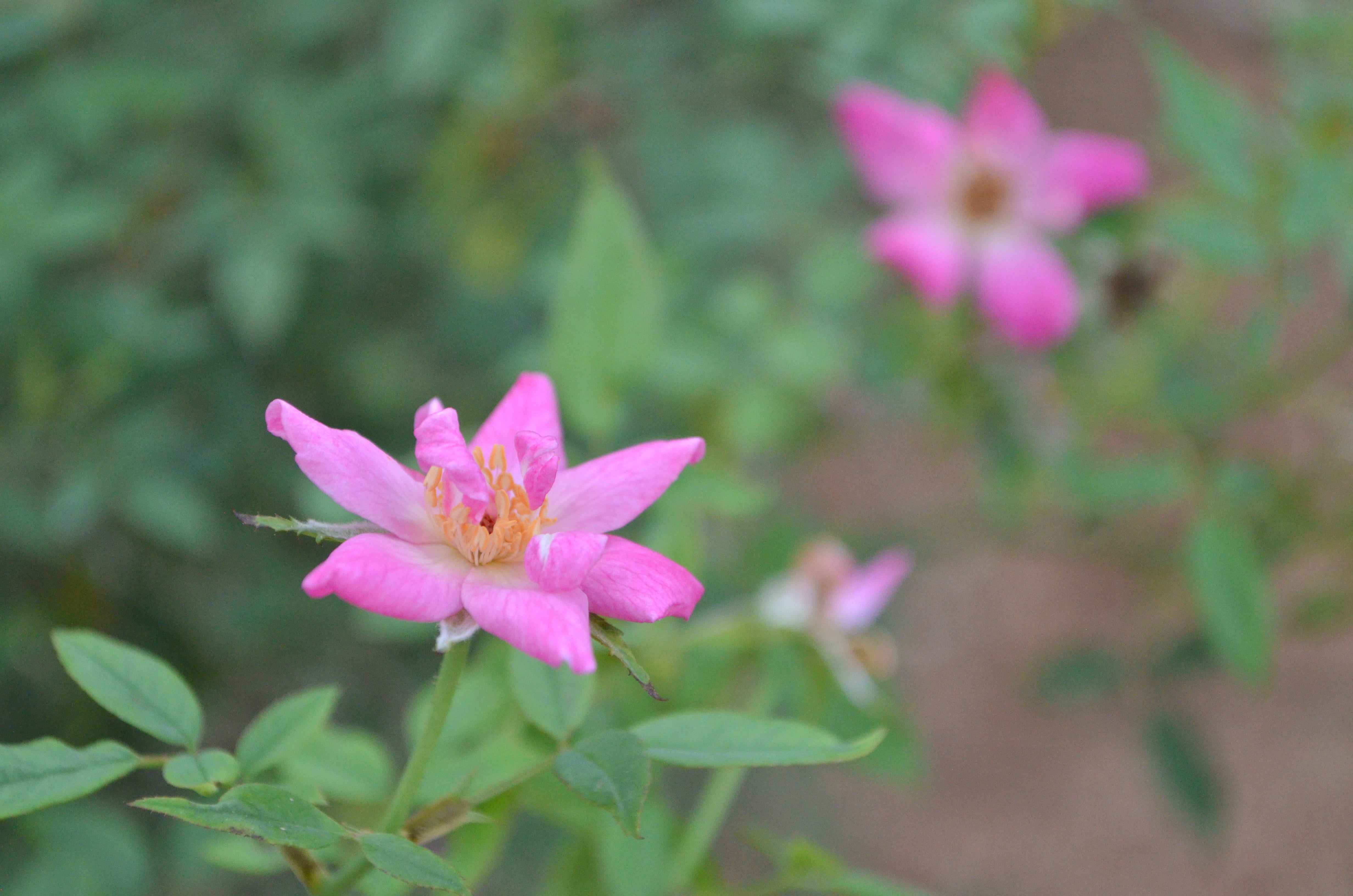 True Antique Roses – Page 2 – Antique Rose Emporium