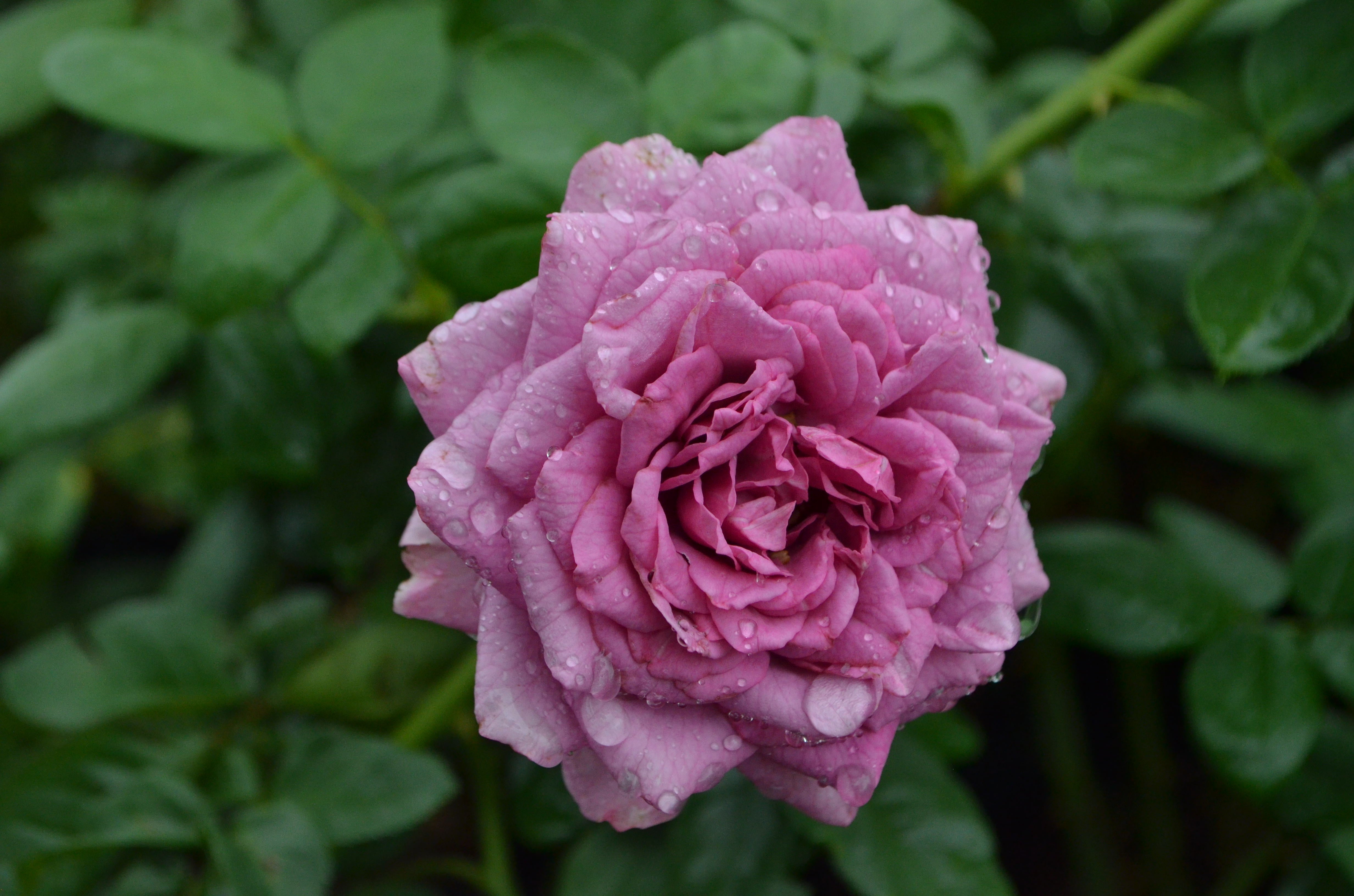Quicksilver- Arborose® – Antique Rose Emporium