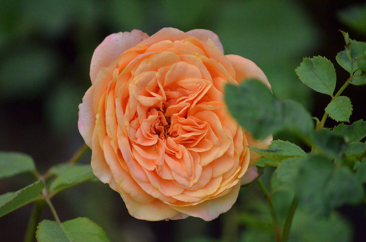 Crazy Love™ - Sunbelt®