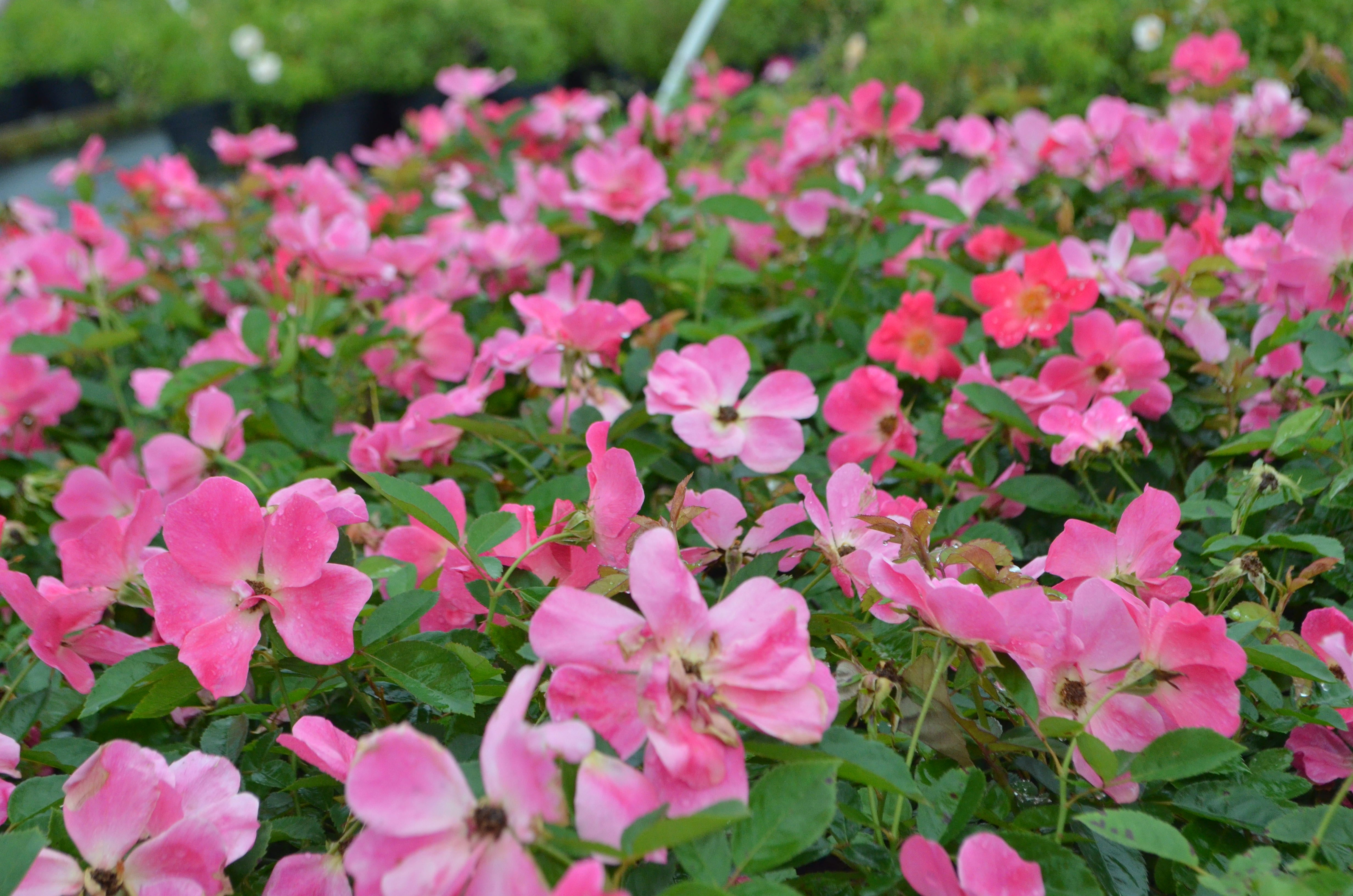 Up for Anything – Antique Rose Emporium