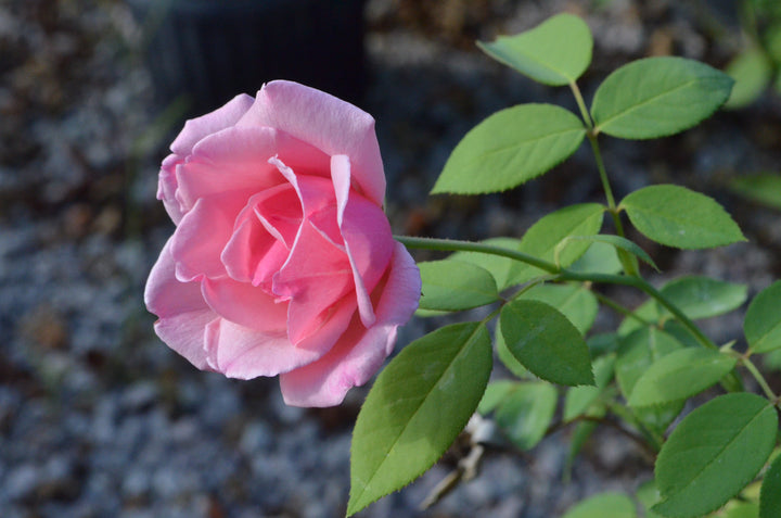 Radiance