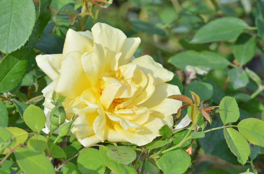 Lady Pamela-Carol
