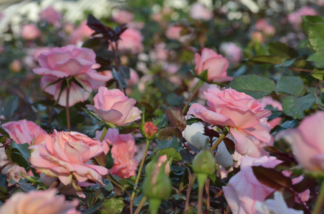 Savannah™ - Sunbelt®