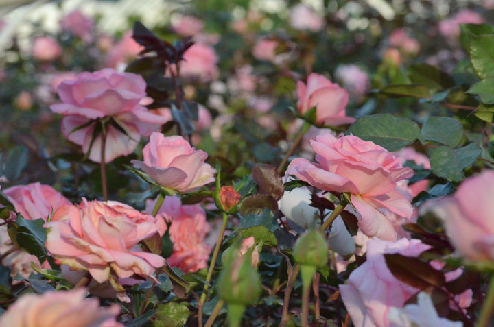 Savannah™ - Sunbelt®