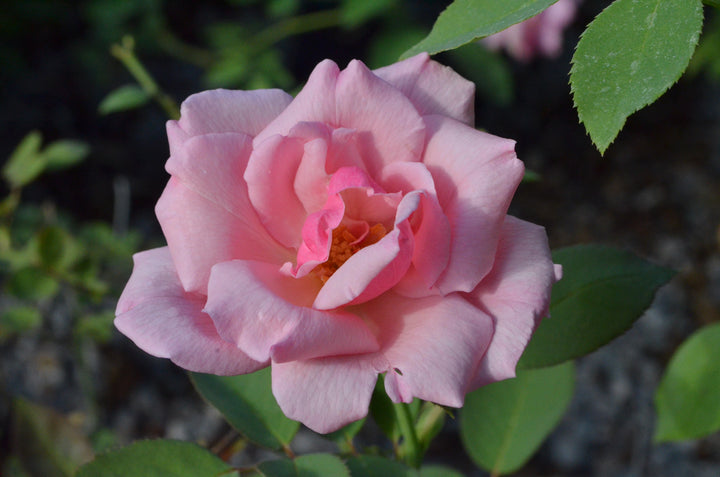 Radiance
