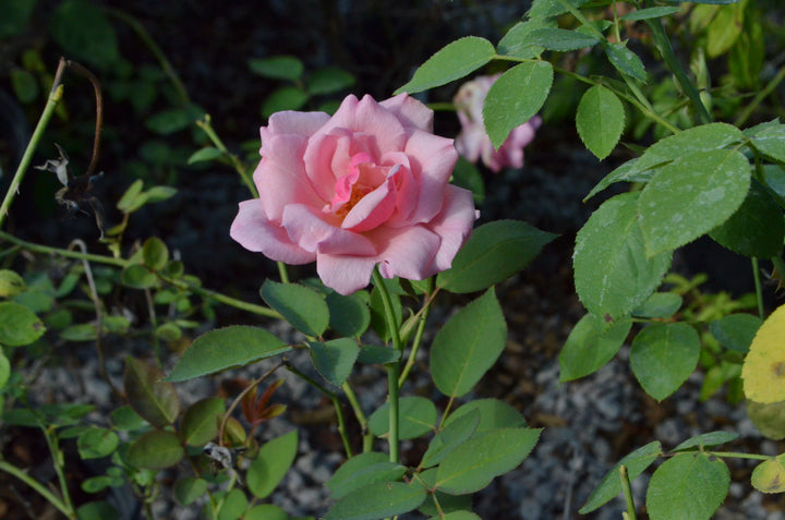 Radiance