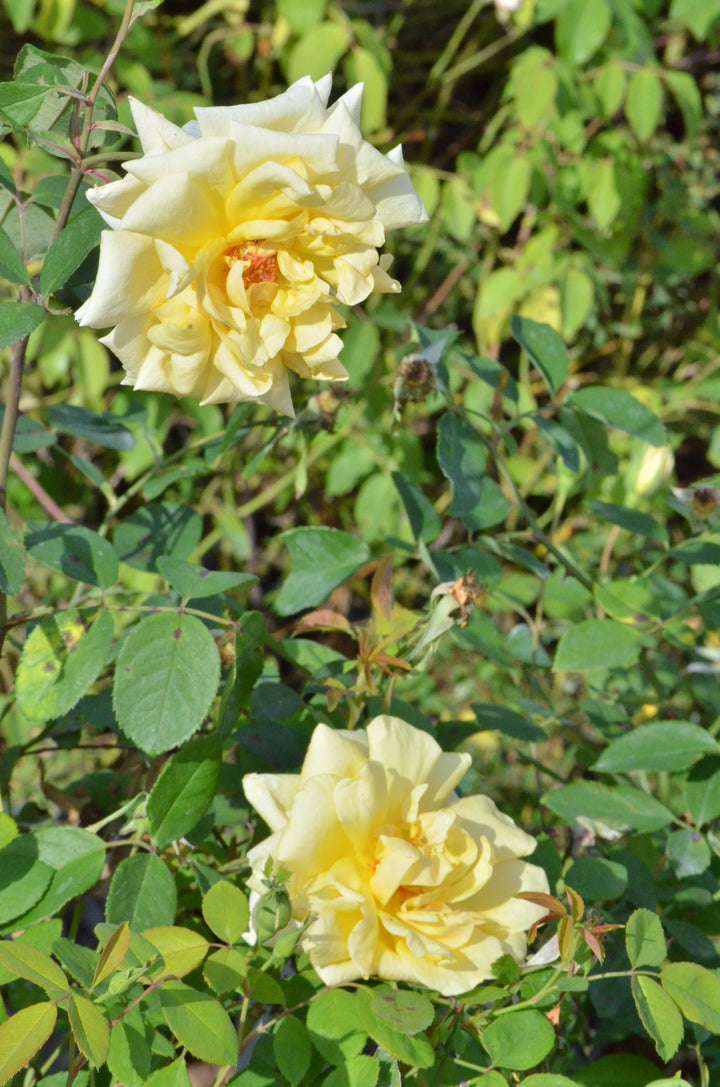 Lady Pamela-Carol