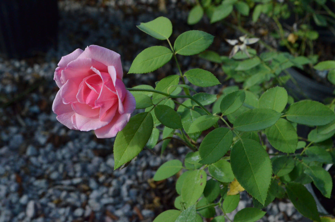 Radiance