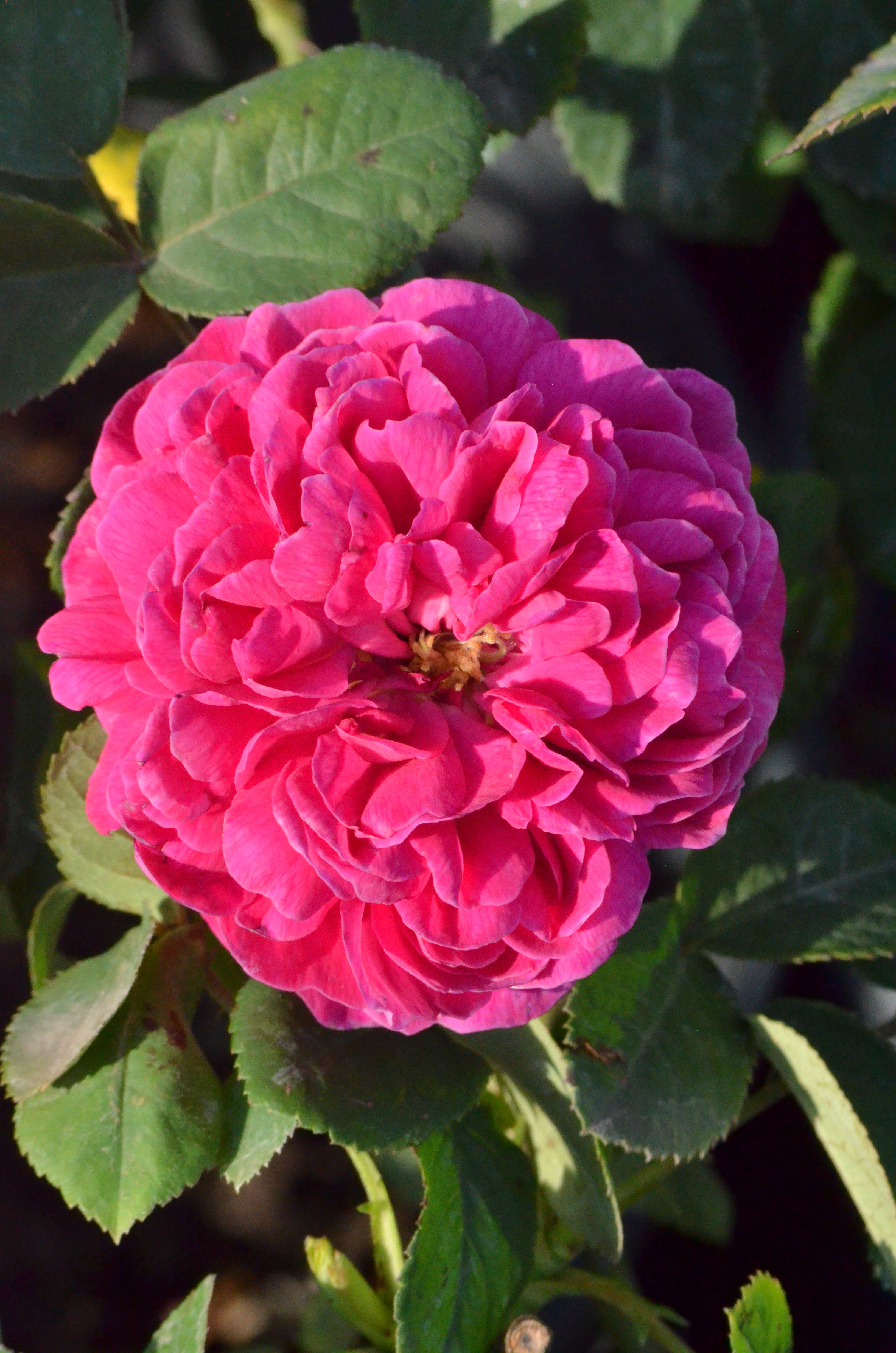 Rose de Rescht – Antique Rose Emporium