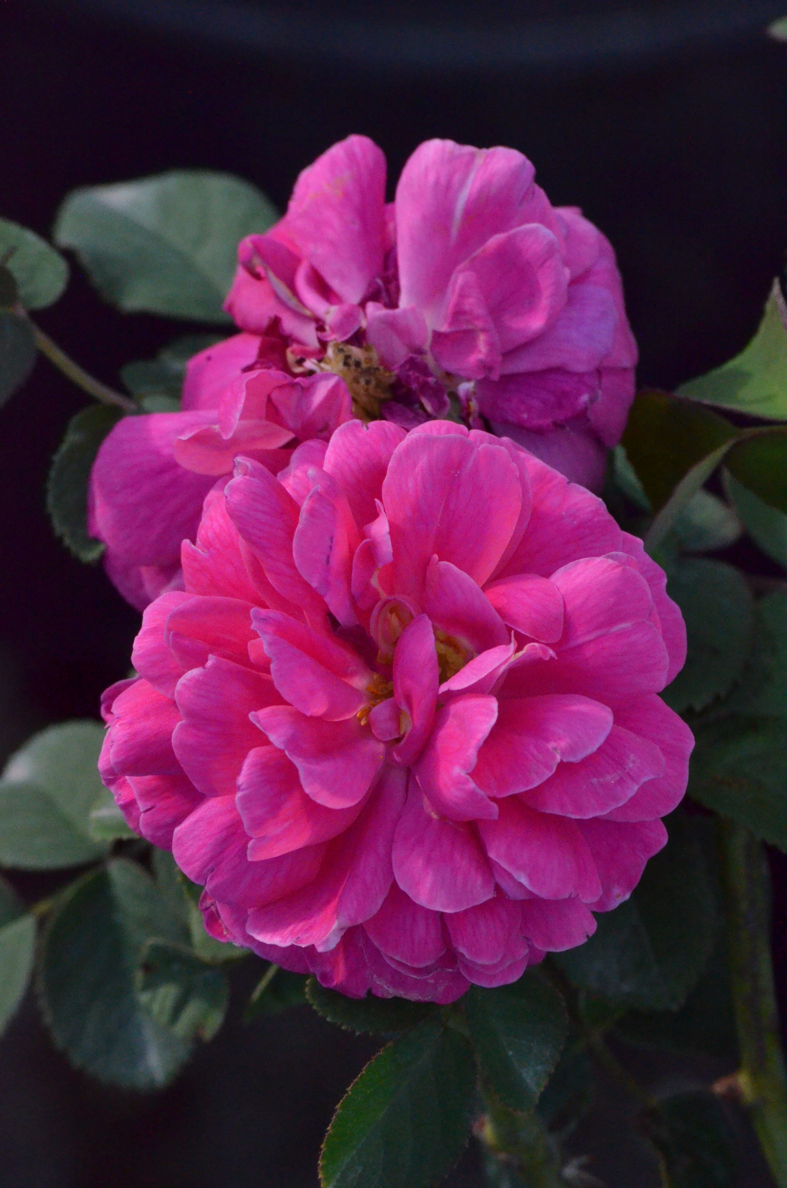 Rose de Rescht キャノティエ Rose de Rescht – Antique Rose Emporium