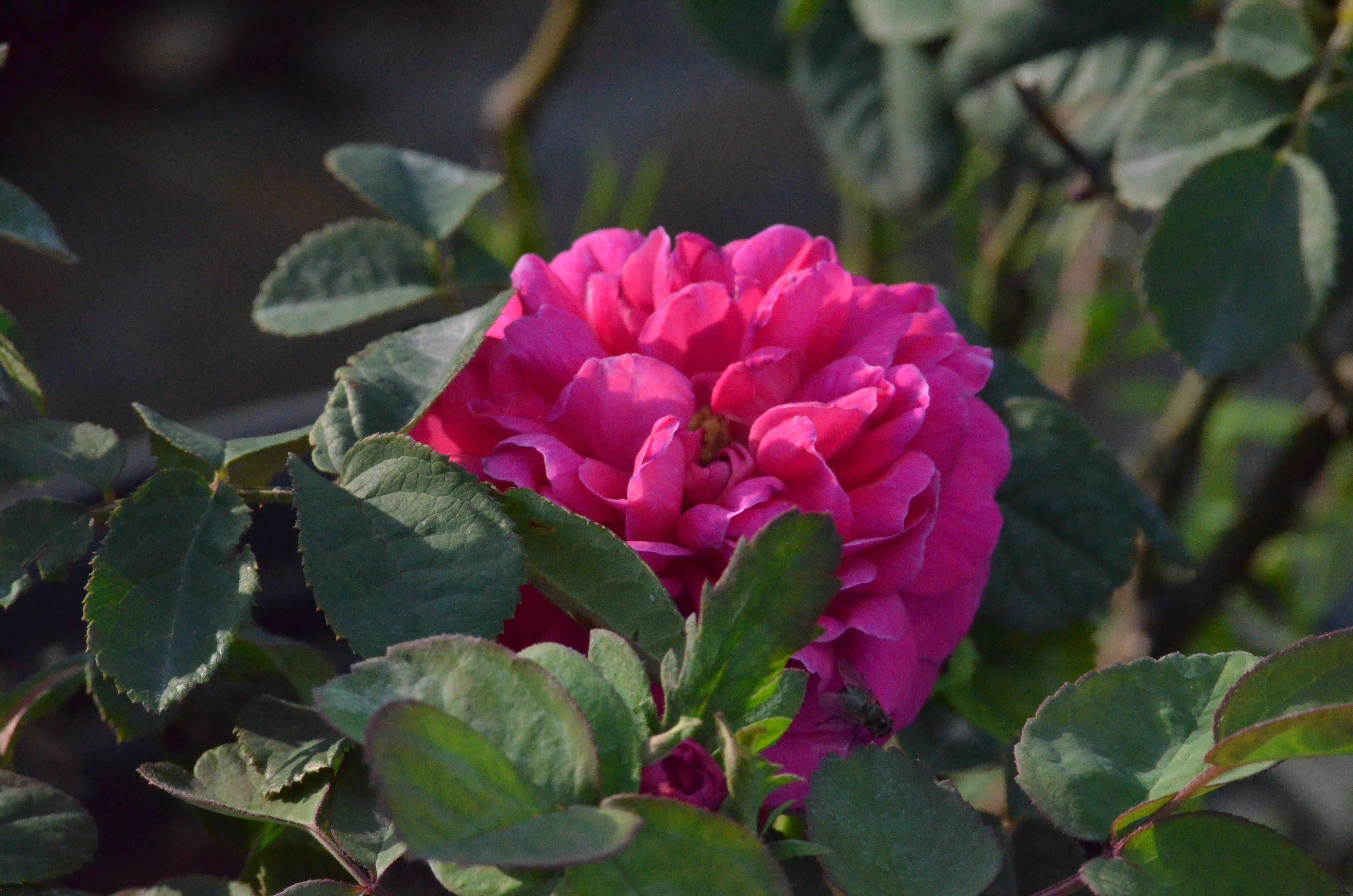 Rose de Rescht – Antique Rose Emporium