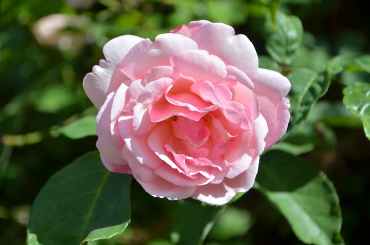 Duchesse De Brabant