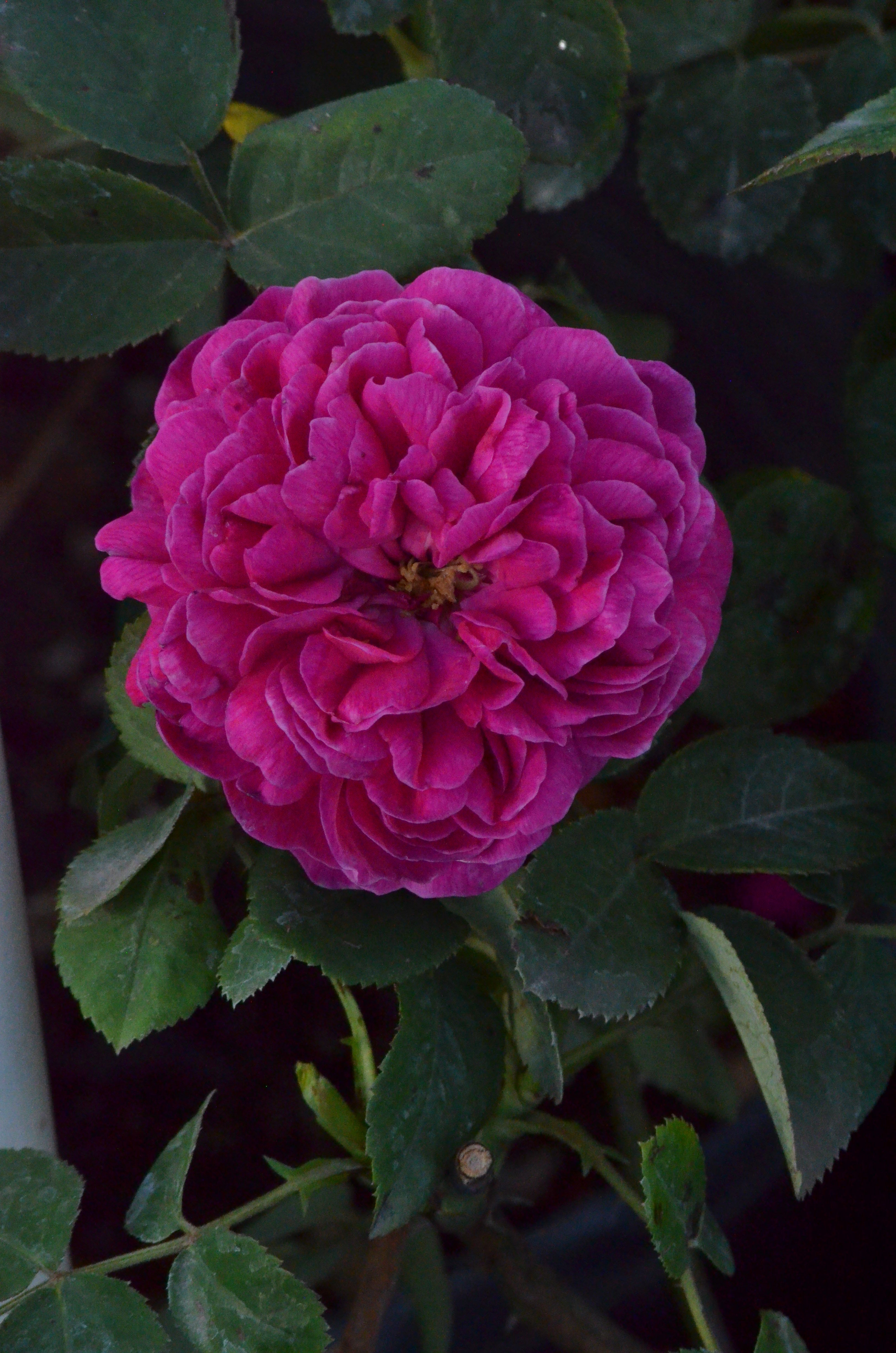 Rose de Rescht キャノティエ Rose de Rescht – Antique Rose Emporium