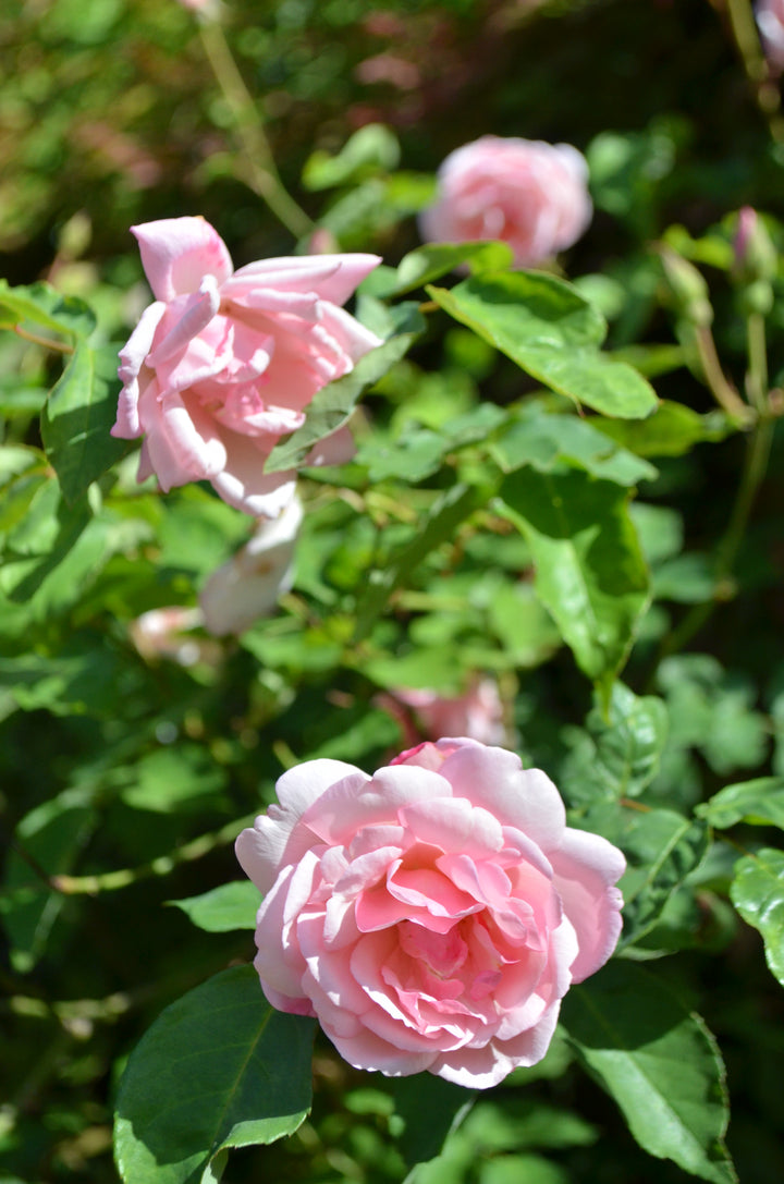 Duchesse De Brabant