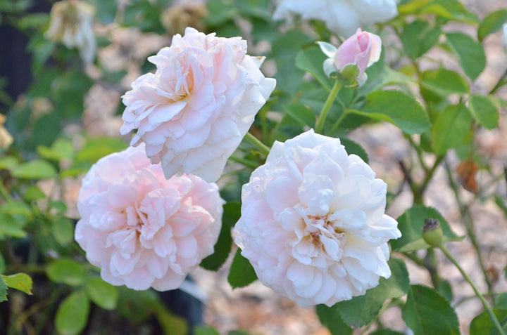 Rockwall Sesquicentennial