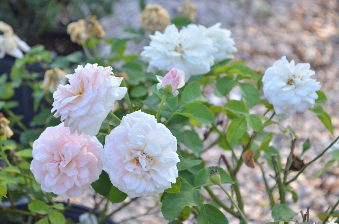 Rockwall Sesquicentennial