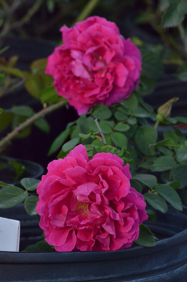 Rose à Parfum de l'Hay