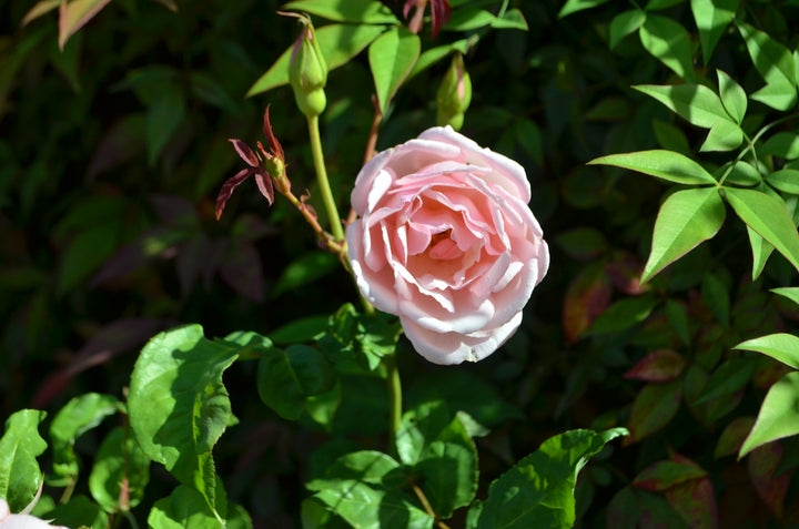 Duchesse De Brabant