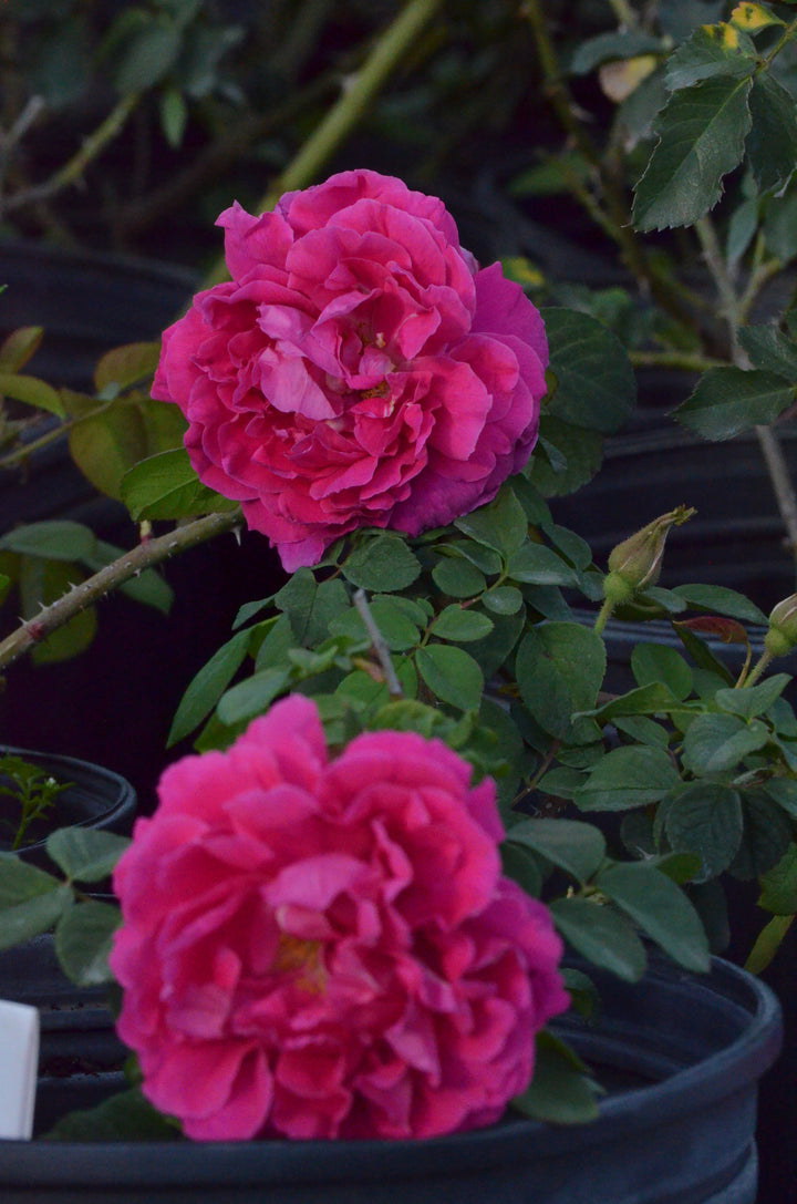 Rose à Parfum de l'Hay