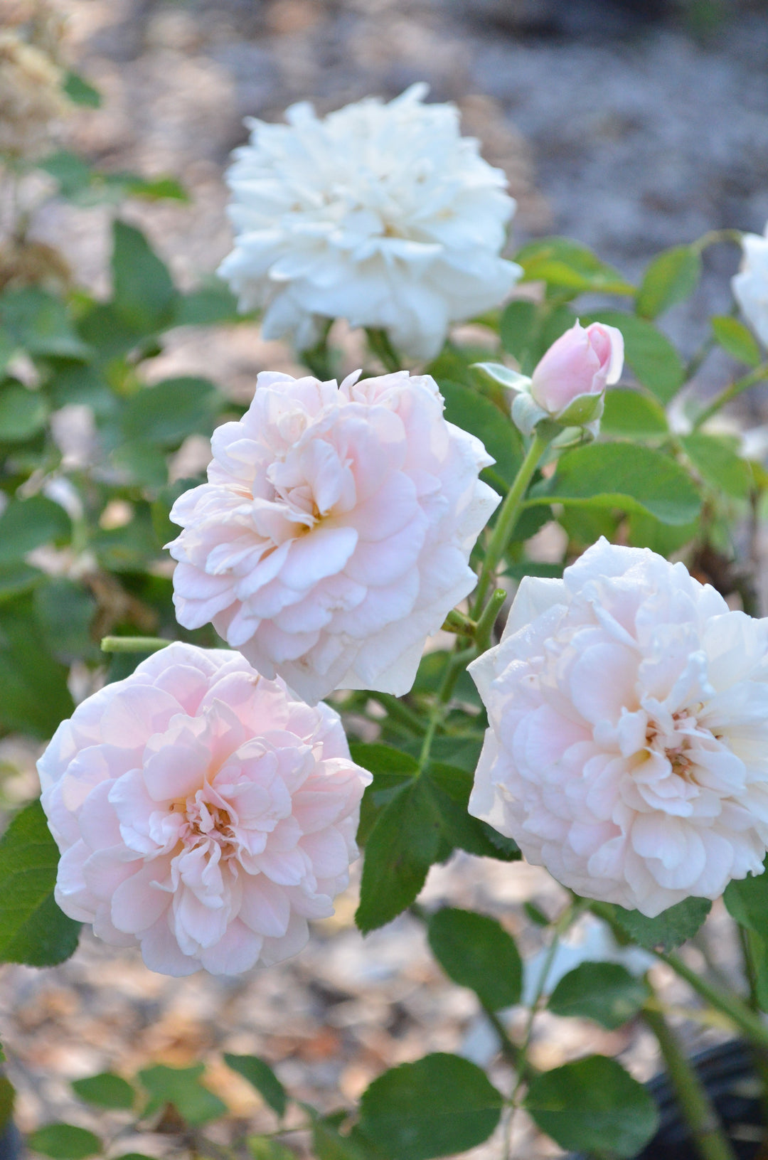 Rockwall Sesquicentennial