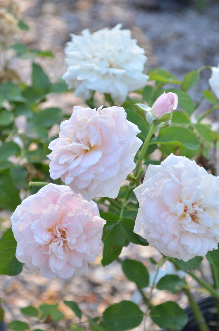 Rockwall Sesquicentennial