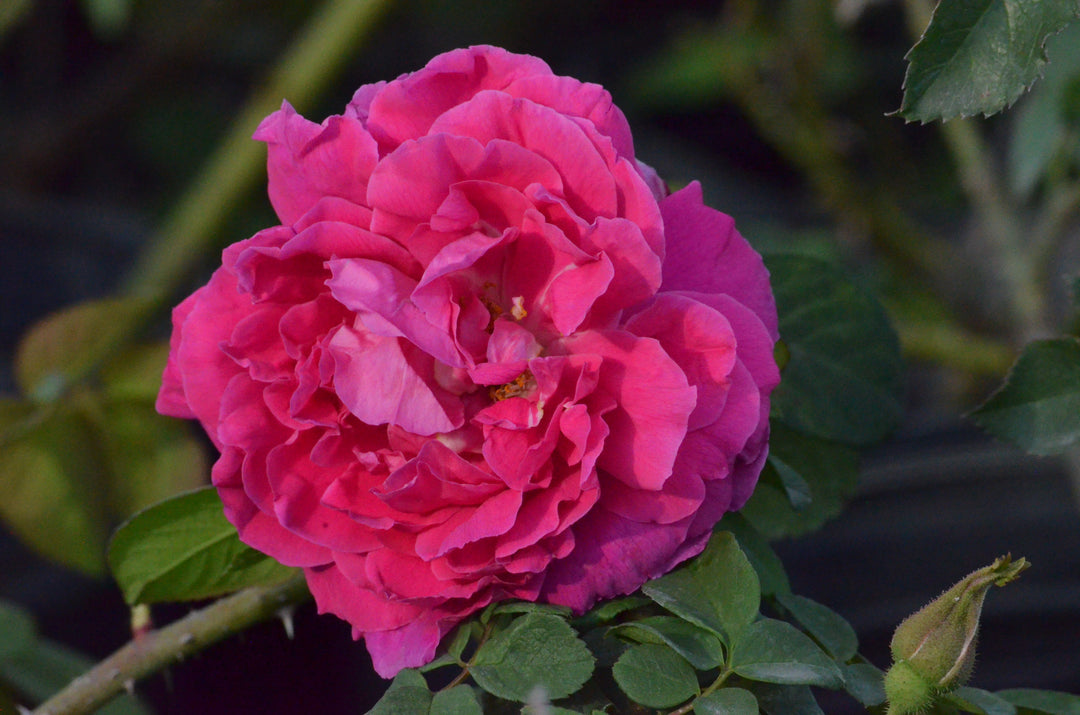 Rose à Parfum de l'Hay