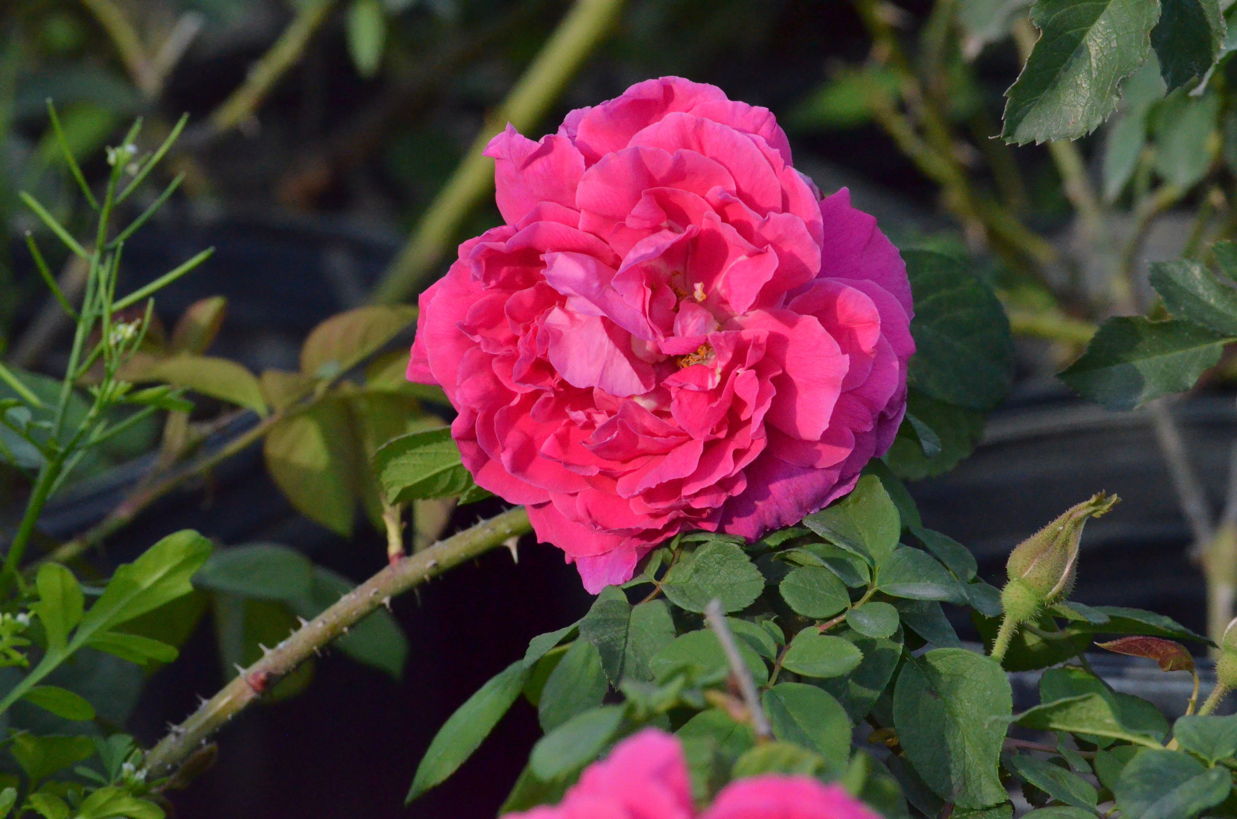 Zone 4 – Antique Rose Emporium
