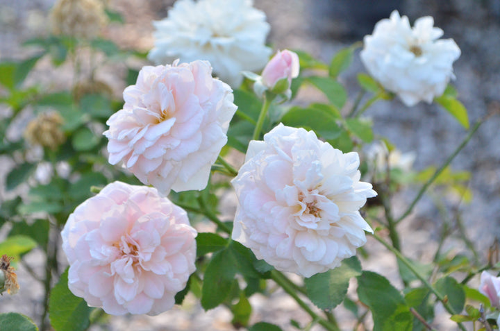 Rockwall Sesquicentennial