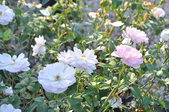 Ann's Beautiful Daughter