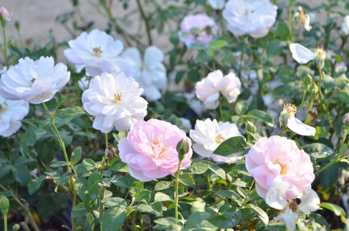 Ann's Beautiful Daughter