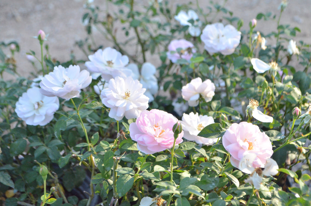 Ann's Beautiful Daughter