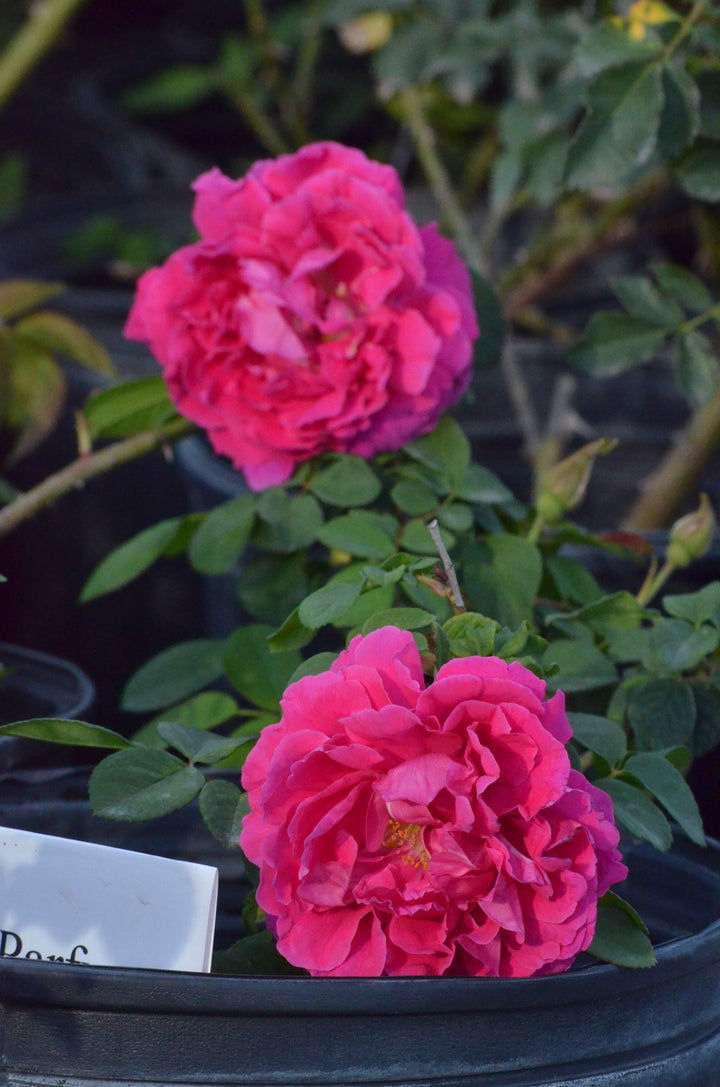 Rose à Parfum de l'Hay