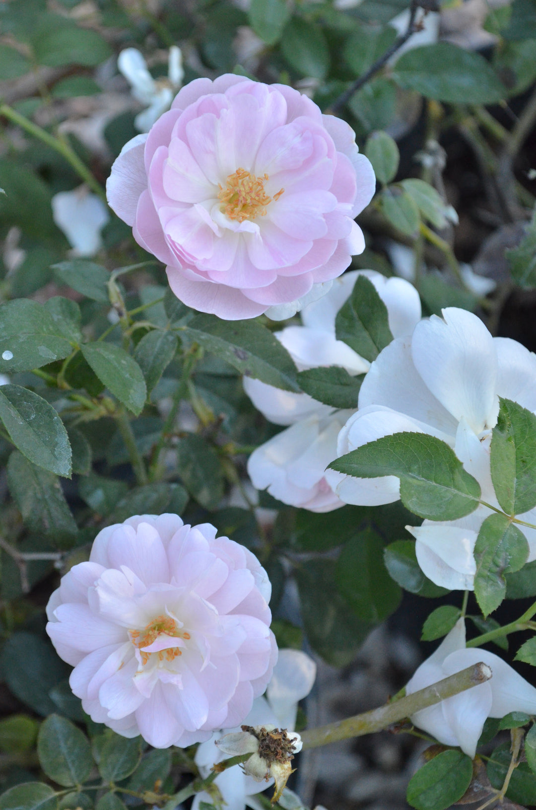 Ann's Beautiful Daughter