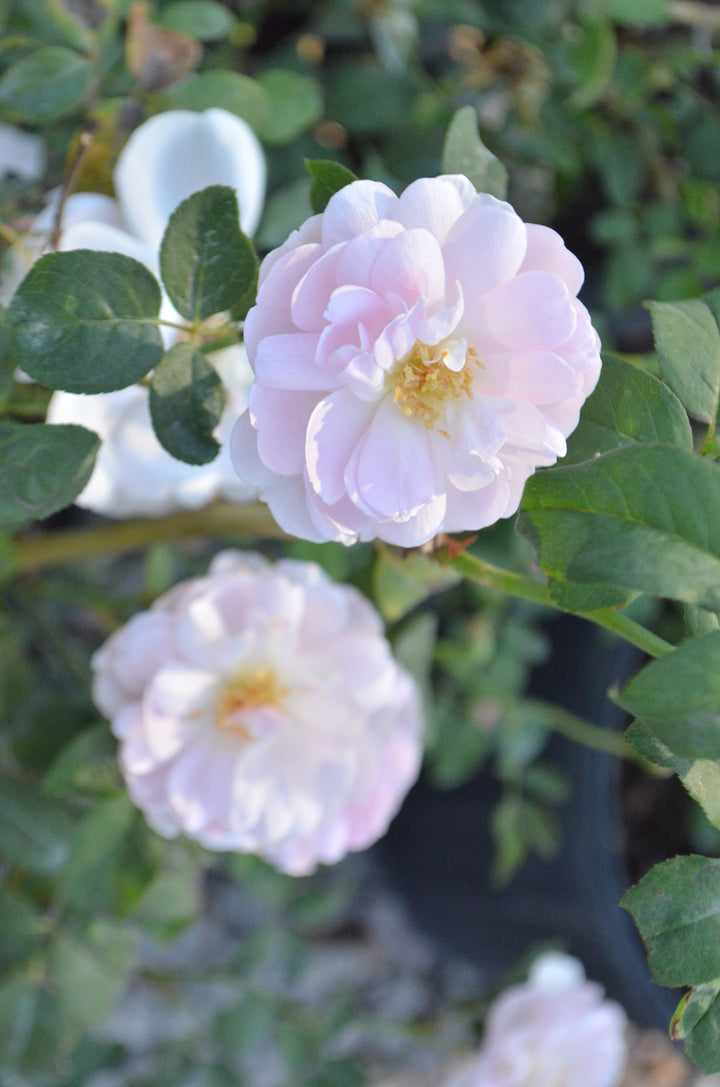 Ann's Beautiful Daughter