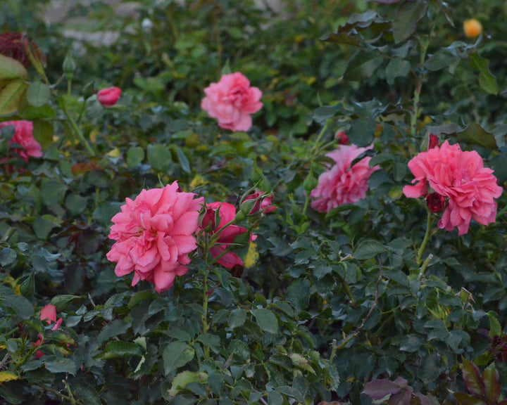 Goblin Cottage Rose Bundle (Climber Included)