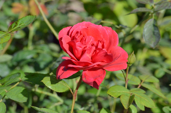 Crawfish Etouffee™