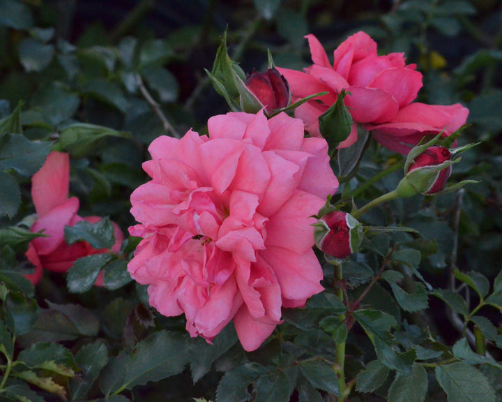 Goblin Cottage Rose Bundle (Climber Included)