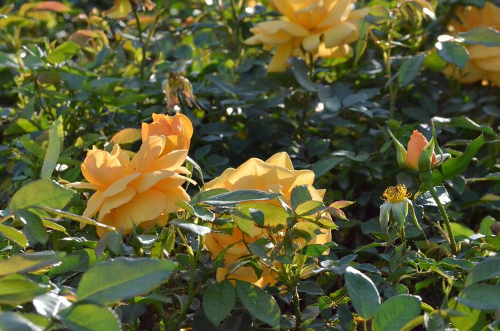 South Africa® - Sunbelt®