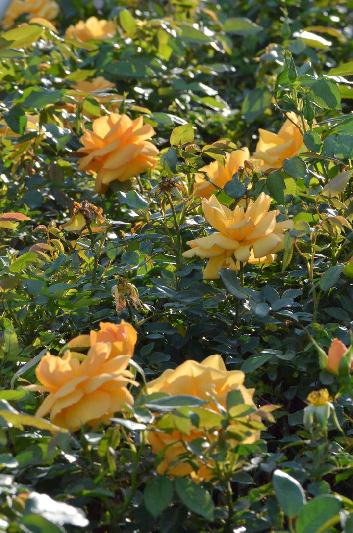 South Africa® - Sunbelt®