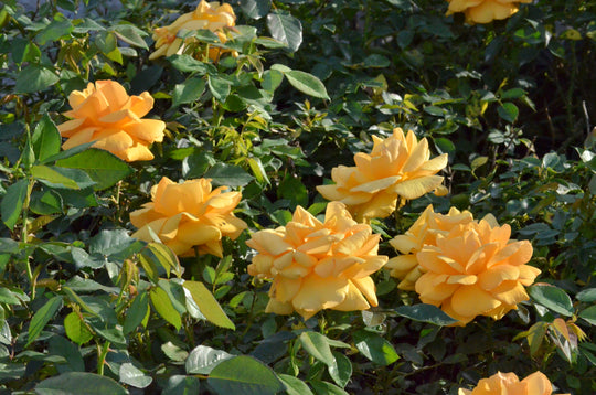 Hordes Roses Kordes® Roses – Antique Rose Emporium