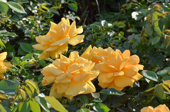 South Africa® - Sunbelt®