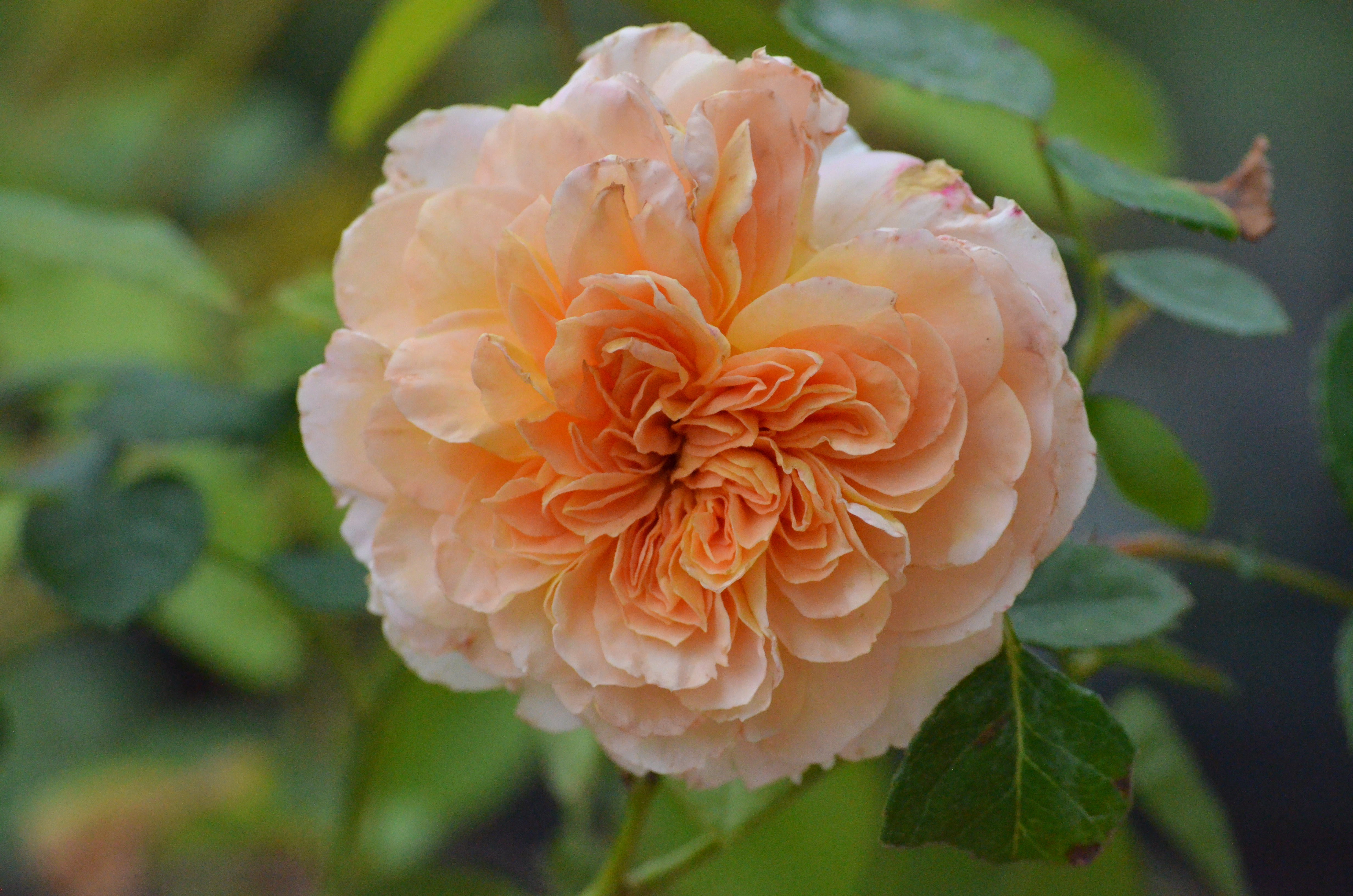 Buff Beauty – Antique Rose Emporium
