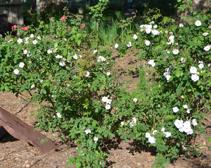 True Antique Rose Bundle (Climber Included)