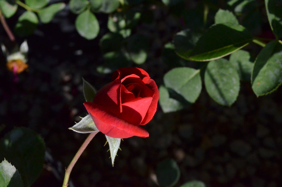 Crawfish Etouffee™