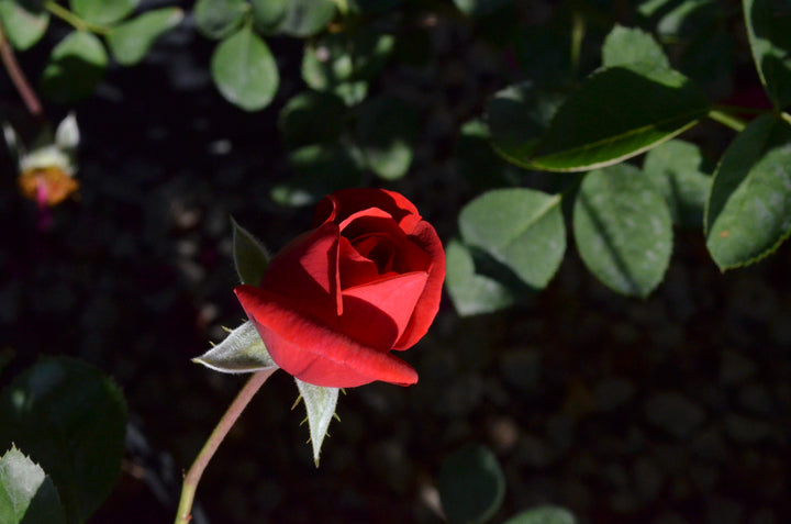 Crawfish Etouffee™